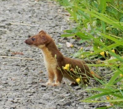 Weasel, Steigerwald Wildlife Refuge