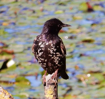 European Starling, Steigerwald Wildlife Refuge