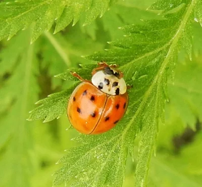 Ladybug, Steigerwald Wildlife Refuge
