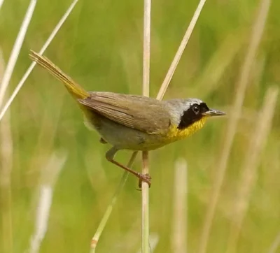 Common Yellow Throat, Ridgefield Wildlife Refuge