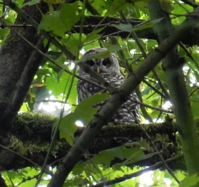 Owl, Wildlife Botanical Woods