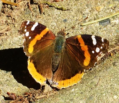 Red Admiral Butterfly, Tryon Creek State Park