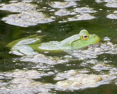 Frog, Ridgefield Wildlife Refuge