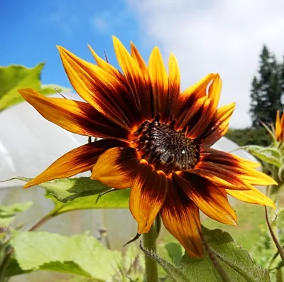 Sunflower, Wildlife Botanical Garden