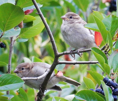 Juvenile Wrens, Wildlife Botanical Garden
