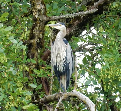Blue Heron, Ridgefield Wildlife Refuge