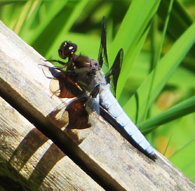 Dragonfly, Steigerwald Wildlife Refuge