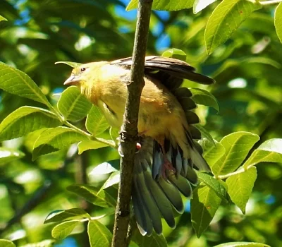 American Goldfinch, St. Cloud Recreational Area