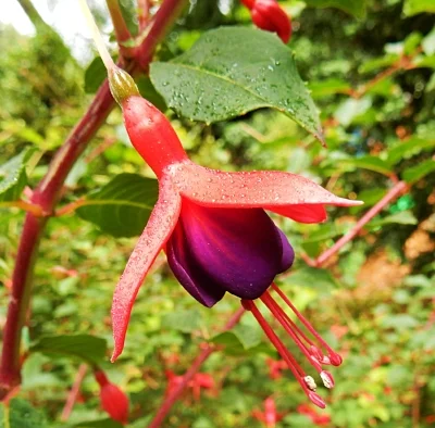 Fuschia, Elk Rock Garden