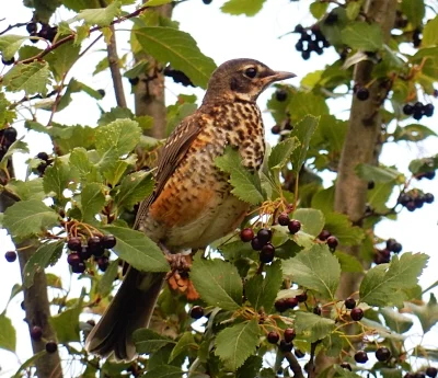 Juvenile Robin, Steigerwald Wildlife Refuge