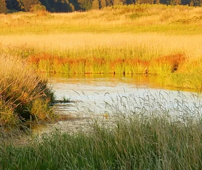 Wetlands, Steigerwald Wildlife Refuge