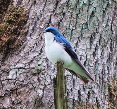 Tree Swallow, Ridgefield Wildlife Refuge