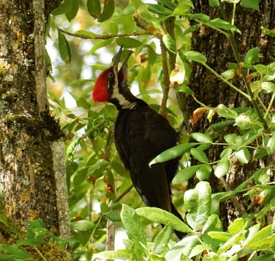 Peliated Woodpecker, Steigerwald Wildlife Refuge