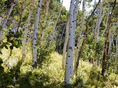 Aspen Trees, Routt National Forest, Colorado