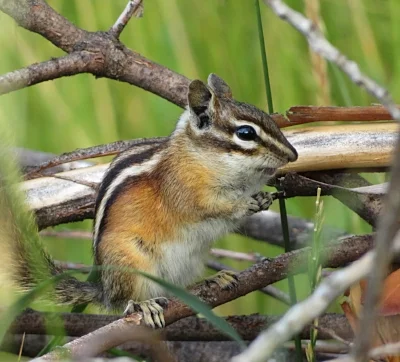 Chipmunk, Yampa River Trail, Colorado