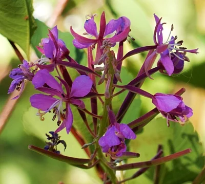 Wild Flowers, Routt National Forest, Colorado
