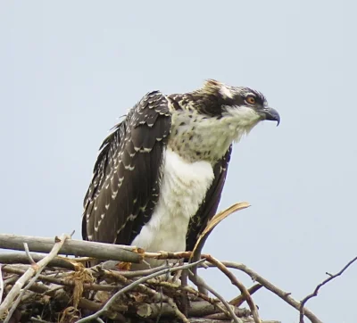 Osprey, Yampa River, Colorado