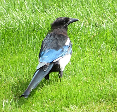 Magpie, Colorado
