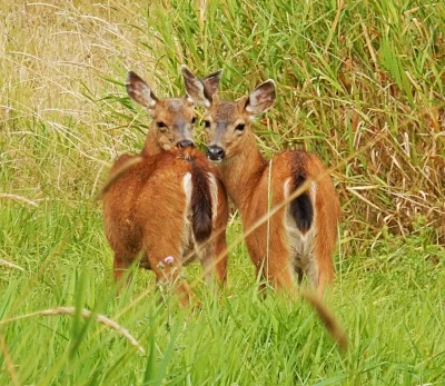 Deer, Steigerwald Wildlife Refuge