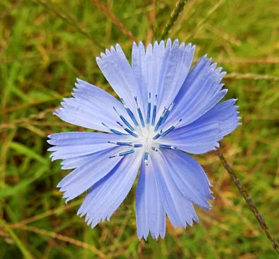 Chickory, Ridgefield Wildlife Refuge