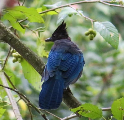 Stellar's Jay, Wildlife Botanical Woods