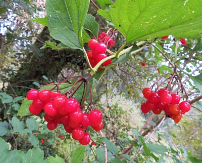 Red Berries, Steigerwald Wildlife Refuge