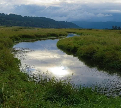 Stream at Steigerwald Wildlife Refuge