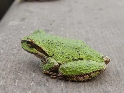 Tree Frog, Steigerwald Wildlife Refuge