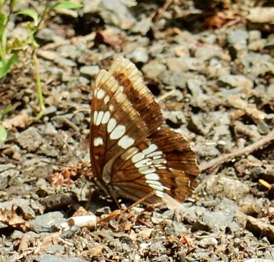 Lorquin's Admiral Butterfly, Wahclella Falls