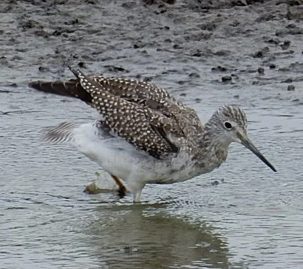 Greater Yellowlegs, Ridgefield Wildlife Refuge