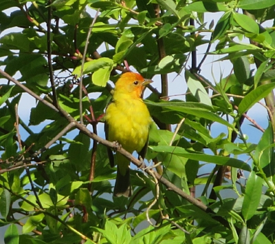 Western Tanager, Steigerwald Wildlife Refuge