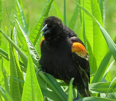Redwing Blackbird, Ridgefield Wildlife Refuge