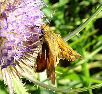 Moth, Steigerwald Wildlife Refuge