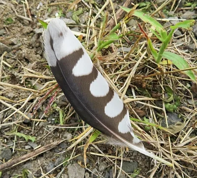 Feather, Steigerwald Wildlife Refuge