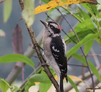 Downy Woodpecker, Steigerwald Wildlife Refuge