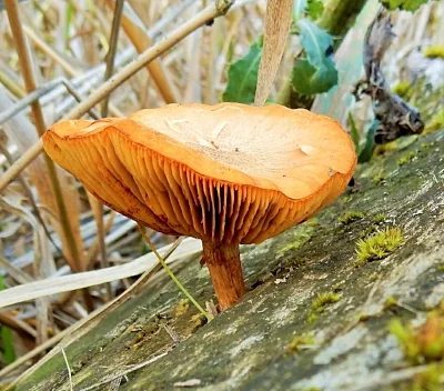 Mushroom, Salmon River Trail