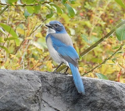 Scrub Jay, Steigerwald Wildlife Refuge