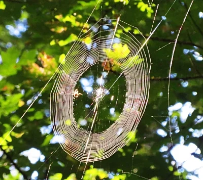 Spiderweb, Lacamas Lake Park