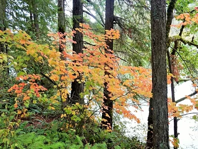 Fall Color, Lacamas Lake Park