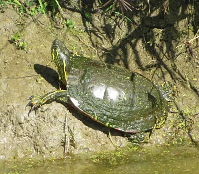Turtle, Ridgefield Wildlife Refuge