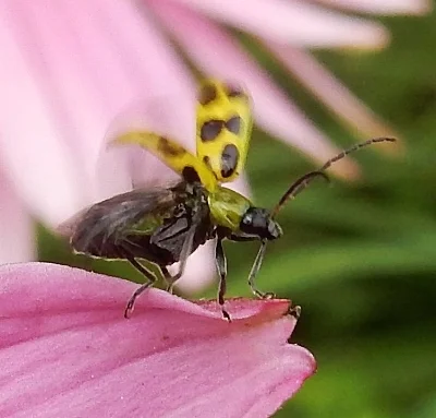 12 Spotted Cucumber Beetle, Wildlife Botanical Garden
