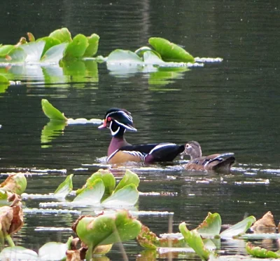 Wood Ducks, Fallen Leaf Lake Park