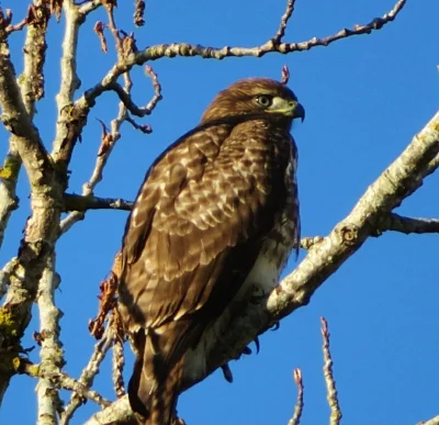 Hawk, Steigerwald Wildlife Refuge