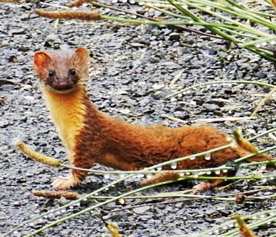 Weasel, Steigerwald Wildlife Refuge