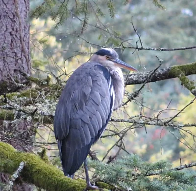Heron, Lacamas Lake Park