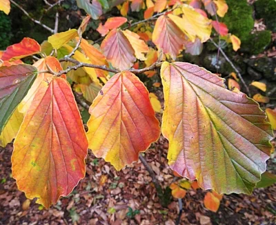 Fall Leaves, Elk Rock Garden