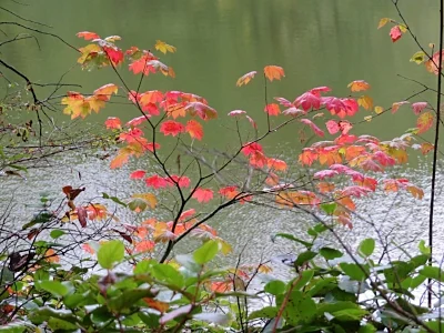 Fall Leaves, Lacamas Lake Park