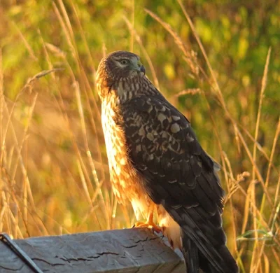 Harrier, Steigerwald Wildlife Refuge