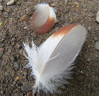 Feathers, Steigerwald Wildlife Refuge
