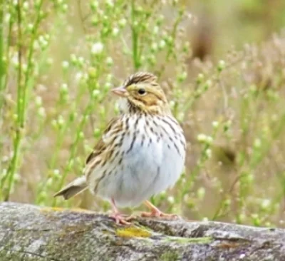 Golden-Crowned Sparrow, Steigerwald Wildlife Refuge